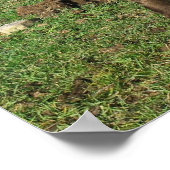 レアダンベルテッドガロウェイカーフ ポスター (角)