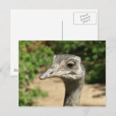 レアバードポートレート ポストカード (正面/裏面)