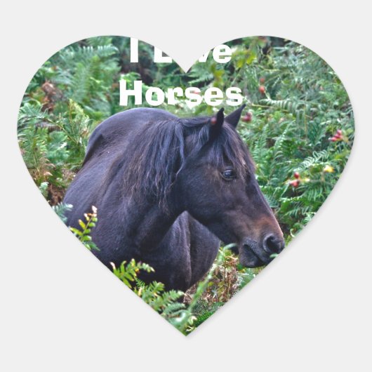 レアブラックニューフォレストポニー – ワイルドホース – イングランド ハートシール (正面)