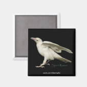 レアホワイトRavenフォトスピリットRaven IIシリーズ マグネット (正面/裏面)