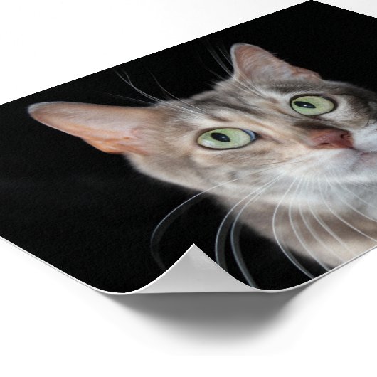 レア・ブルーのマーリング・ベンガル猫の写真 ポスター (角)