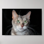 レア・ブルーのマーリング・ベンガル猫の写真 ポスター (正面)