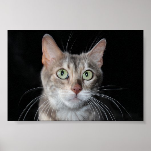 レア・ブルーのマーリング・ベンガル猫の写真 ポスター (正面)