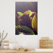 レイのポスター ポスター (キッチン)