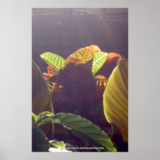 レイのポスター ポスター (正面)