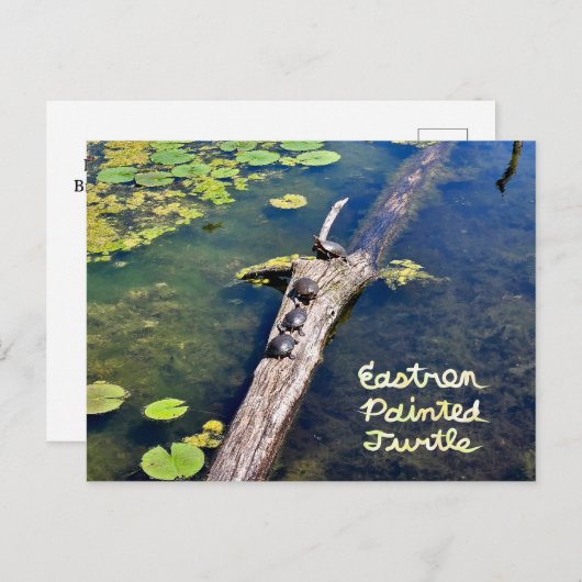 レイクエリーメトロパークタートルログ垂直文字 ポストカード (正面/裏面)