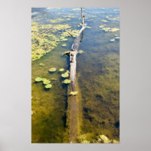 レイクエリーメトロパークタートルログ水平