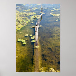 レイクエリーメトロパークタートルログ水平 ポスター