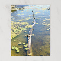 レイクエリーメトロパークタートルログ水平