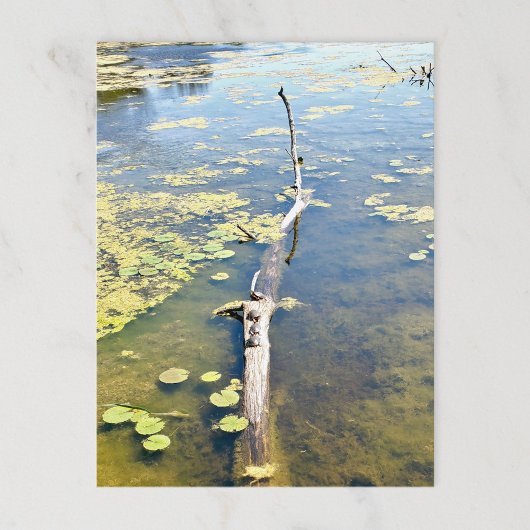 レイクエリーメトロパークタートルログ水平 ポストカード