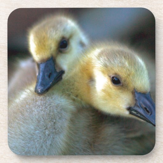 レイクサイド コースター (正面)