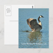 レイクリバーサイドエステート、CAポストカード ポストカード (正面/裏面)