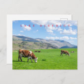 レイク地区の牛の放牧はがき ポストカード (正面/裏面)