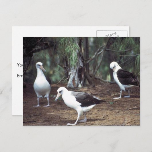 レイサンアルバトロス ポストカード (正面/裏面)