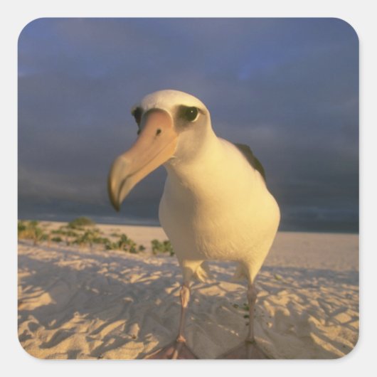 レイサン・アルバトロス、ディオメデス・イミムタビリス) スクエアシール (正面)