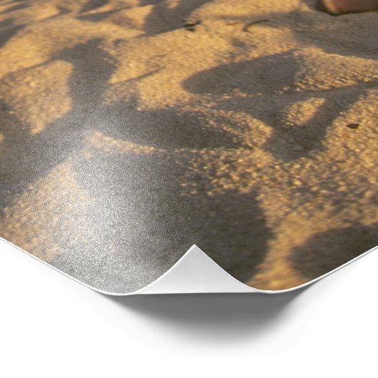 レイサン・アルバトロス、ディオメデス・イミムタビリス) フォトプリント (角)