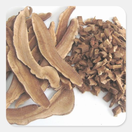 レイシマッシュルームステッカー スクエアシール (正面)