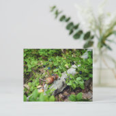 レイジーアコーン小妖精や小人食べズブルーベリー ポストカード (スタンド正面)