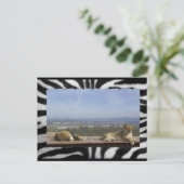 レイジーライオンズポストカード ポストカード (スタンド正面)