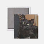 レイジーレンジャー猫マグネット マグネット (正面/裏面)