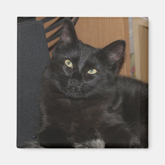 レイジーレンジャー猫マグネット マグネット (正面)