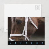 レイトン ポストカード (正面/裏面)