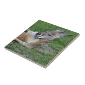 レイドバックカンガルー タイル (側面)