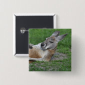 レイドバックカンガルー 缶バッジ (正面&裏面)