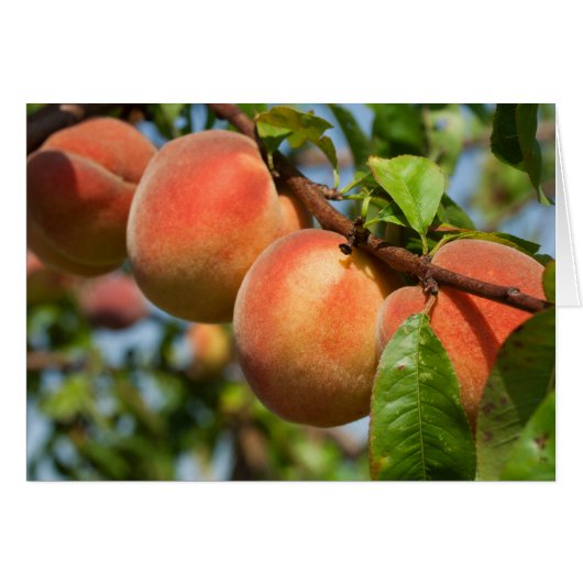 レイフェ・ヴァインガルテンピルシエ (正面横)