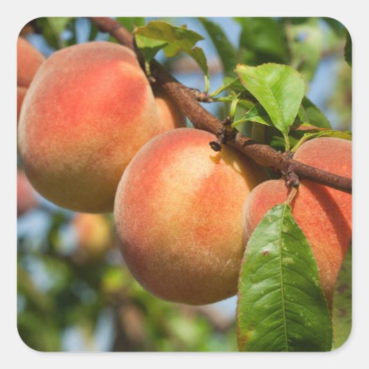 レイフェ・ヴァインガルテンピルシエ スクエアシール (正面)