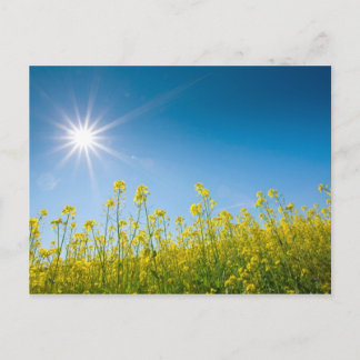 レイプ場 ポストカード