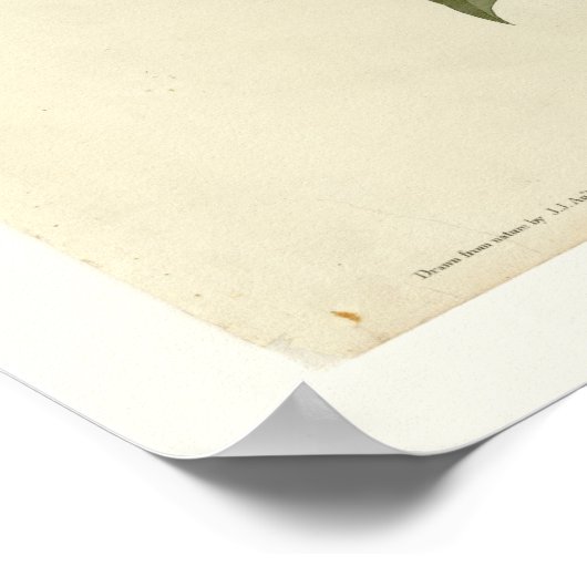 レイベン ポスター (角)