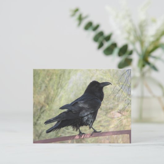 レイベン ポストカード (スタンド正面)