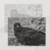 レイベンP9239 ポストカード (正面/裏面)