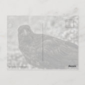 レイベンP9239 ポストカード (裏面)