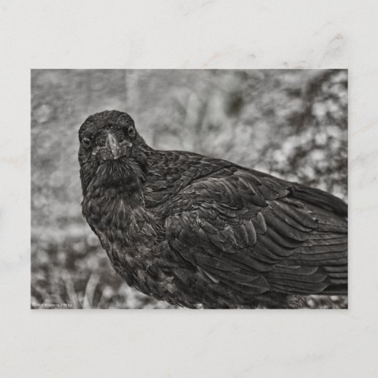 レイベンP9239 ポストカード (正面)