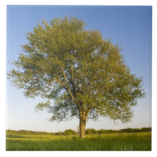レイモンド・ファームの干し草の畑に一人の楓の木 タイル (正面)