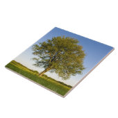 レイモンド・ファームの干し草の畑に一人の楓の木 タイル (側面)