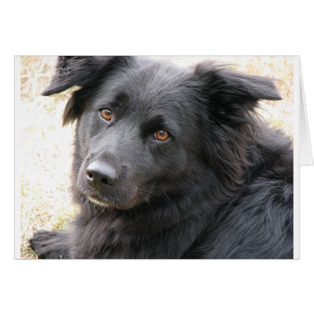 レイラ (正面横)