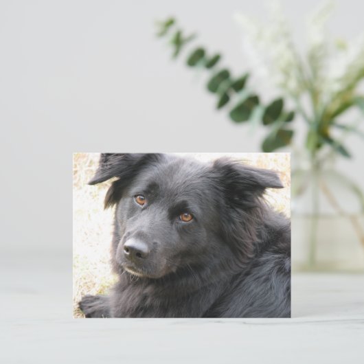 レイラ ポストカード (スタンド正面)