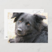 レイラ ポストカード (正面/裏面)