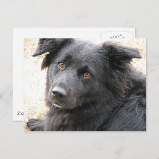 レイラ ポストカード (正面/裏面)