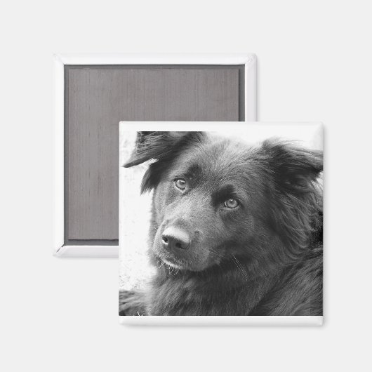 レイラ マグネット (正面/裏面)