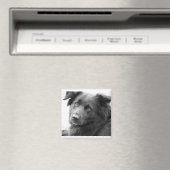 レイラ マグネット (インサイチュ (食洗機))