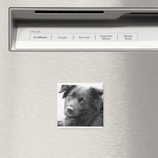 レイラ マグネット (インサイチュ (食洗機))