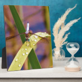 レインドロップの葉の上のトンボ フォトプラーク