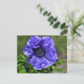 レインドロップアネモン ポストカード (スタンド正面)