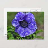 レインドロップアネモン ポストカード (正面/裏面)