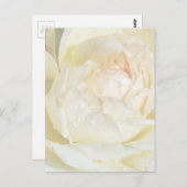 レインドロップスオンシャンパーニュ赤面ホワイトローズフローラポー ポストカード (正面/裏面)