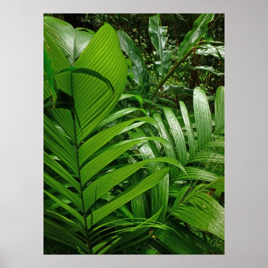 レインフォレストパームズ ポスター (正面)